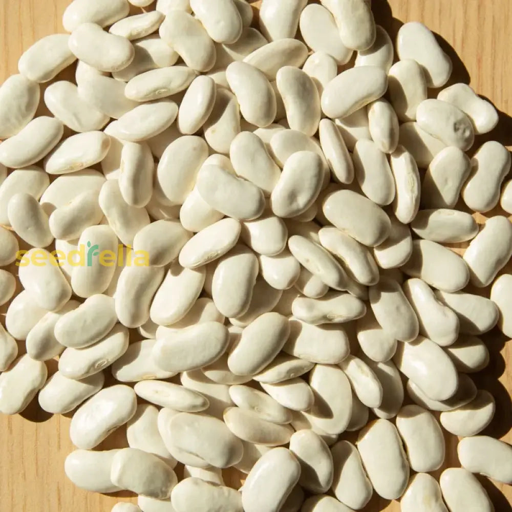 Freshly harvested Tarbais beans