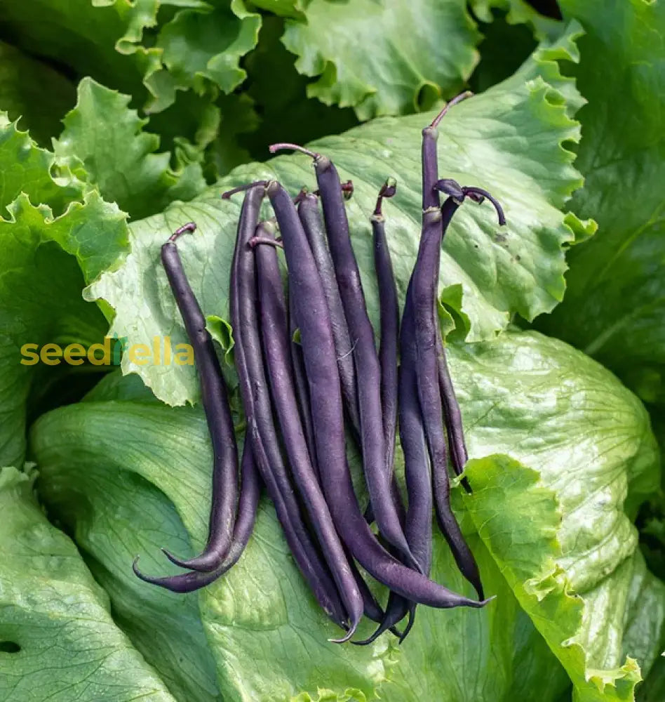 Freshly harvested Violet Pole Beans