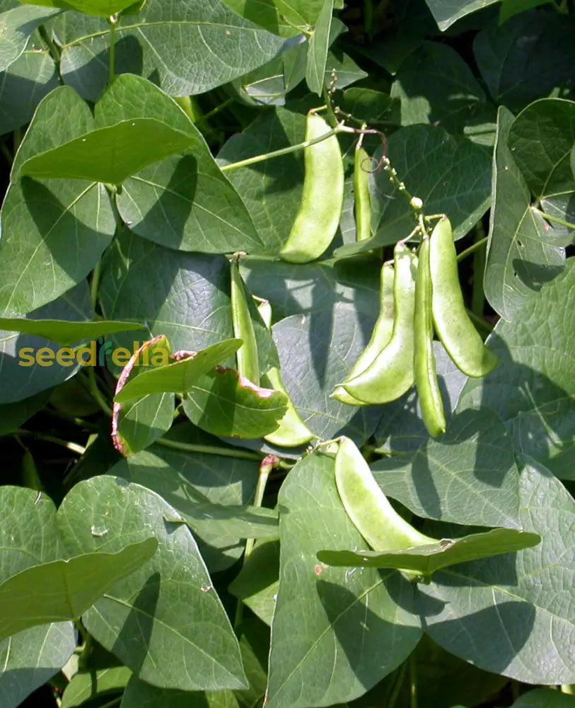 Freshly harvested White Dixie Butter vegetables