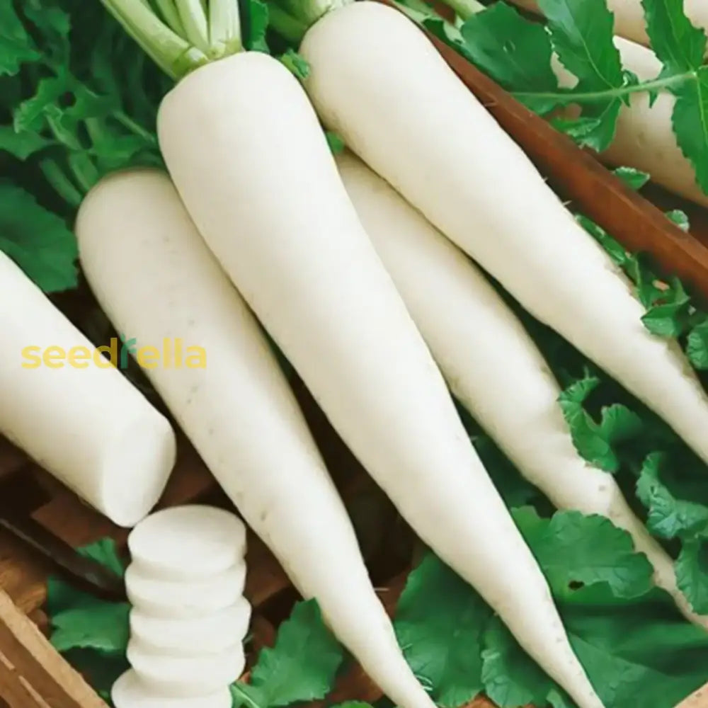 Freshly harvested White Radishes