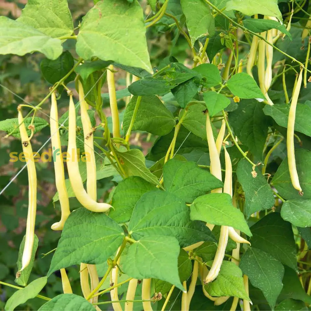 Freshly harvested yellow beans
