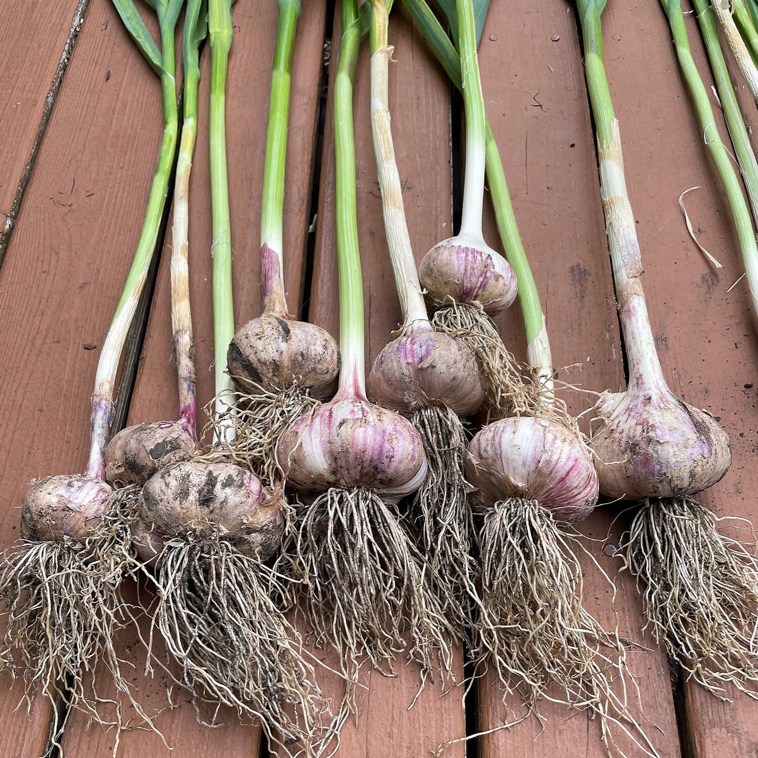 Vibrant Garlic Vegetable Seeds For Planting: Perfect Colorful Gardens Seeds