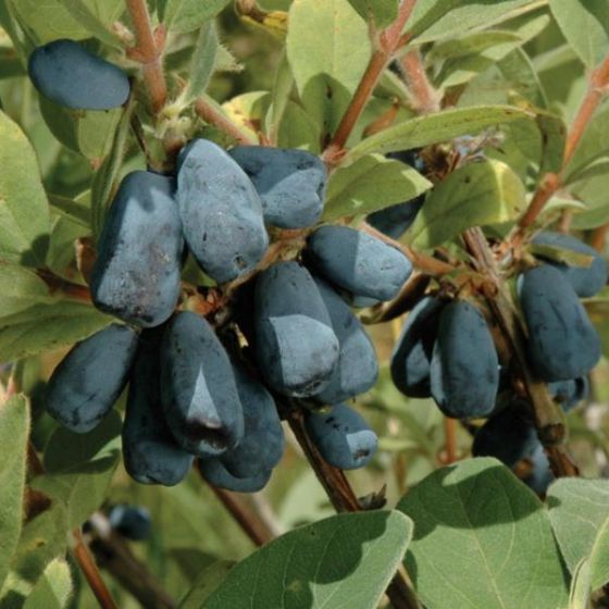 Haskap Berry Seeds – Blue Honeysuckle Non-GMO Fruiting Shrub
