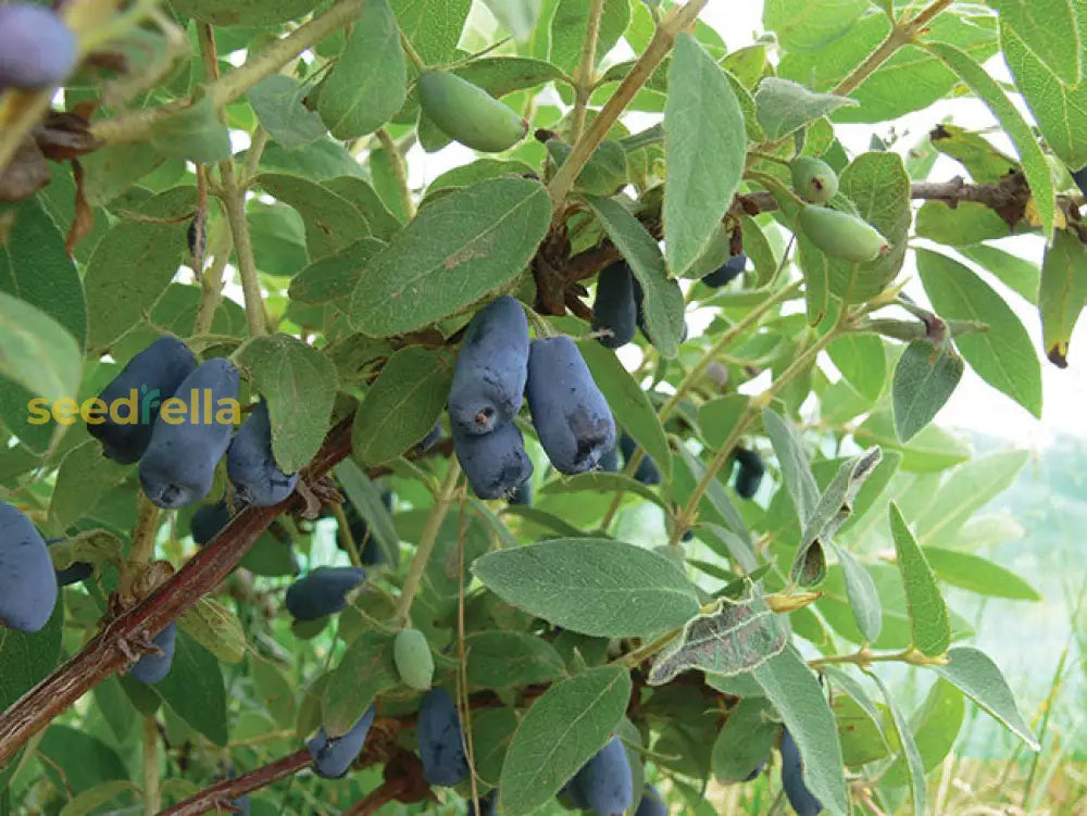 Haskap Berry Seeds for Planting Sweet Tangy Fruit