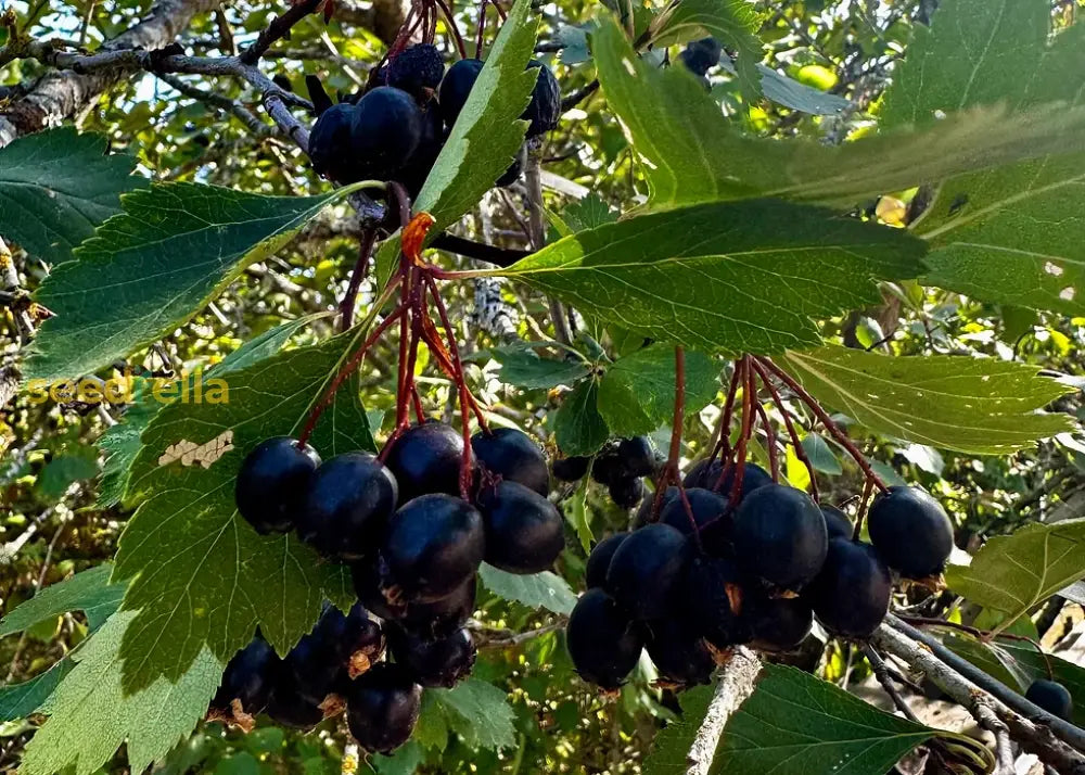 Black Hawthorn Berries on Tree Branches
