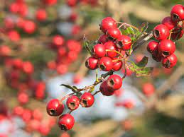 Hawthorn tree growing from red Crataegus Opaca seeds