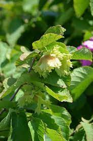 Green foliage of American Hazelnut shrub in summer