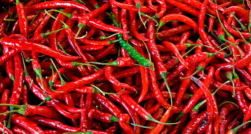 Spicy Red Pepper Seeds For Garden Planting Vegetable Seeds