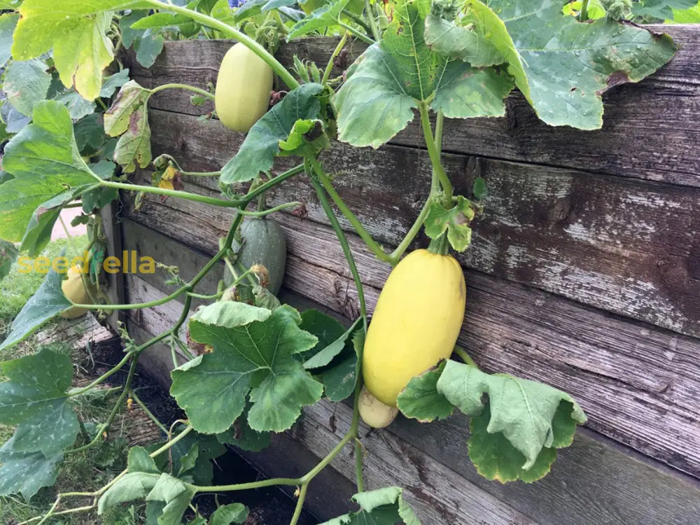 Healthy noodle squash garden seeds