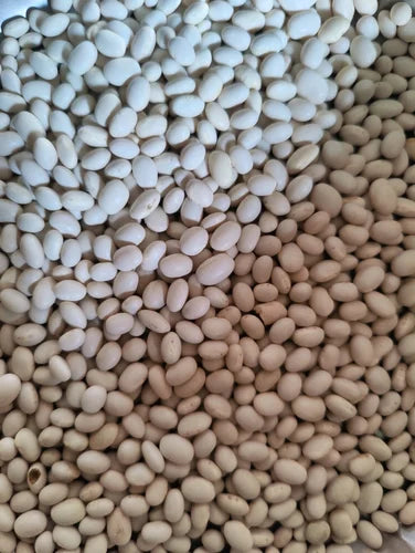 Healthy soybean planting guide for gardeners