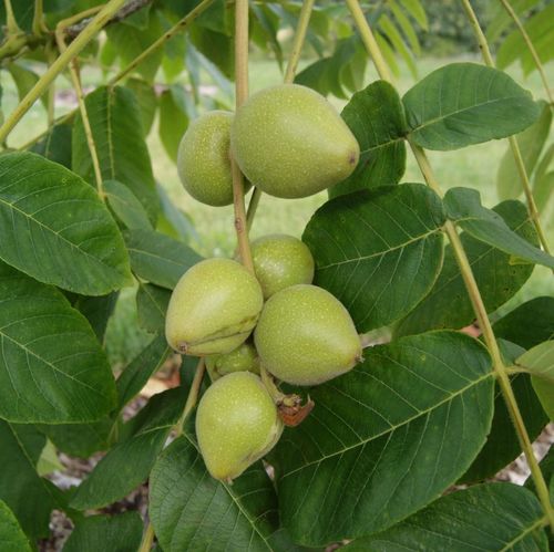 Heartnut tree seeds showing large tropical pinnate leaves