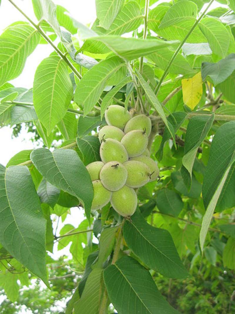 Heartnut tree seeds growing into mature nut trees in orchard setting