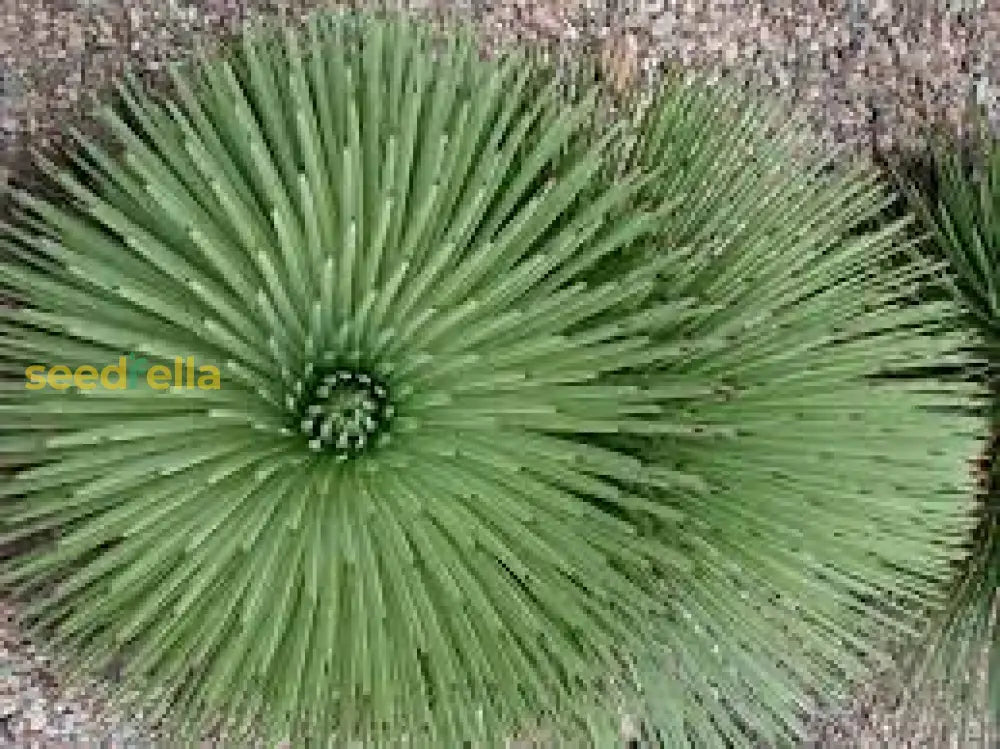 Hedgehog Agave Seeds for Planting – Xeriscape Garden Plant