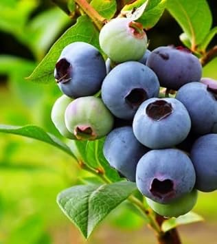 Heidelbeeren blueberry seeds for planting and home growing