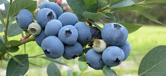 Heidelbeeren blueberry variety with fresh fruits