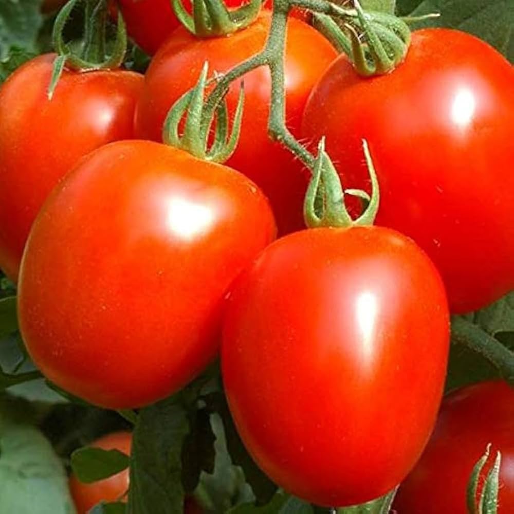 Heidi tomato seeds for planting