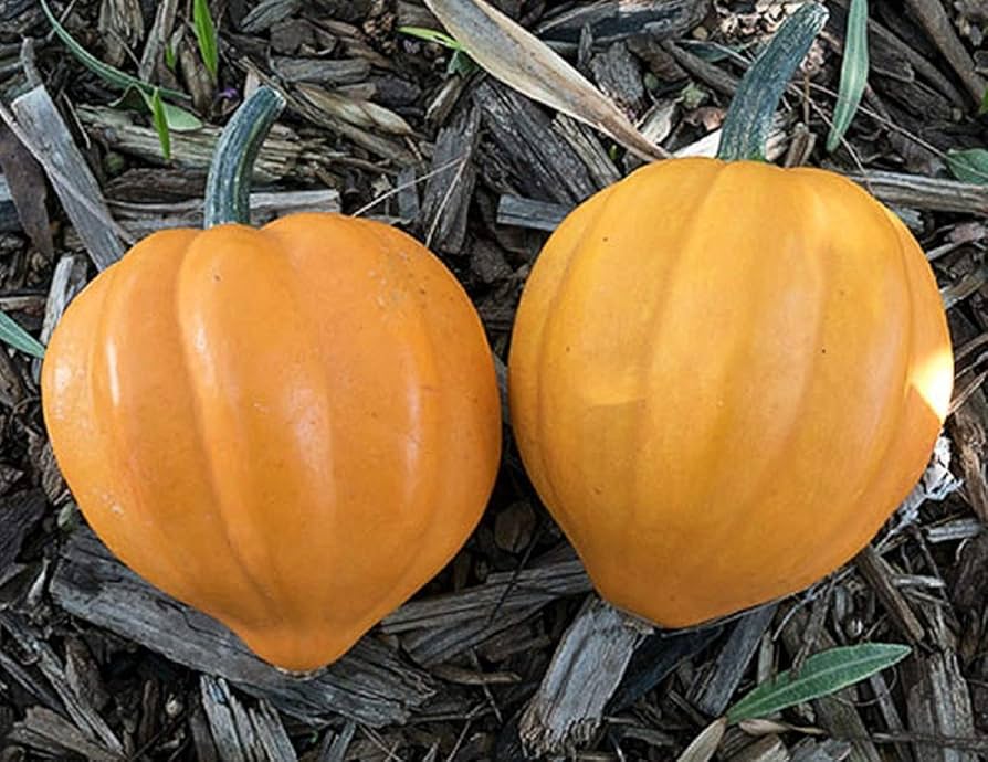 Heirloom acorn squash seeds for home gardens