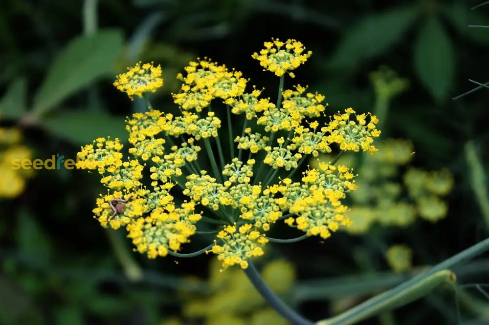 Heirloom Anise seeds growing in sunny garden beds