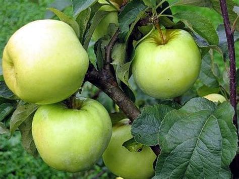 Heirloom Apple Tree Seeds – Antonovka Malus pumila Non-GMO Variety