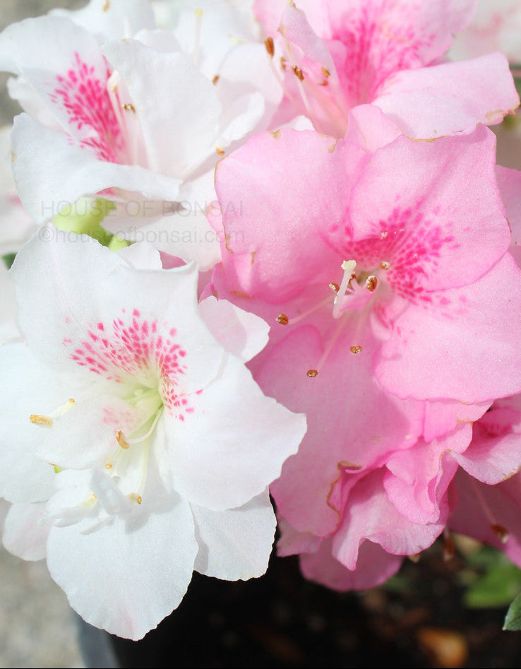 Heirloom Azalea Flower Seeds for Pots and Borders