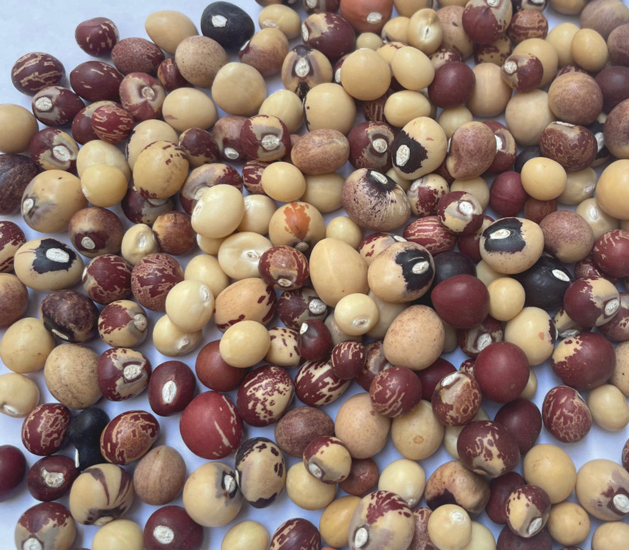 Heirloom Bambara Groundnut Seeds – Tropical Non-GMO Crop