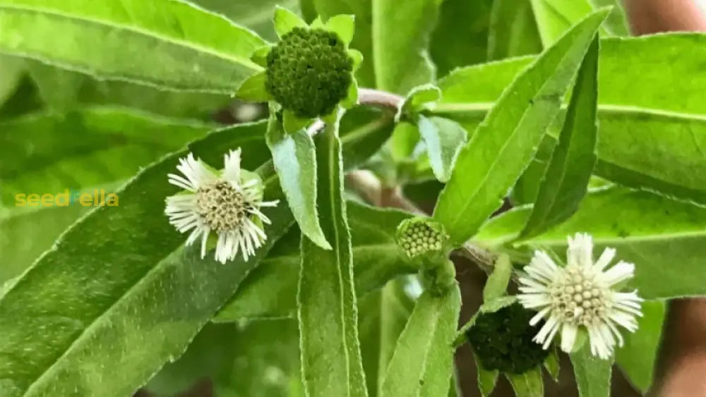 Heirloom Bhringraj seeds producing bright white blooms