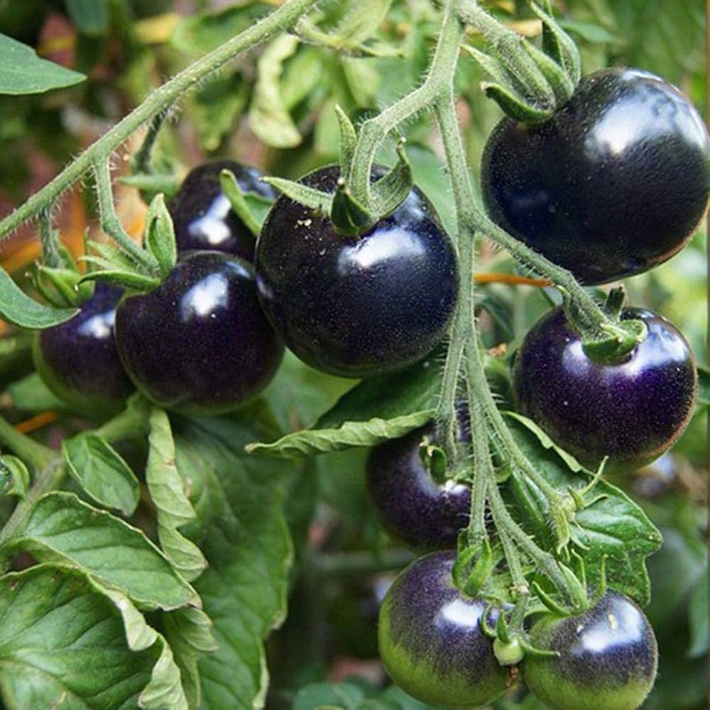 Heirloom Big Huge Black Tomato seeds ideal for backyard gardens