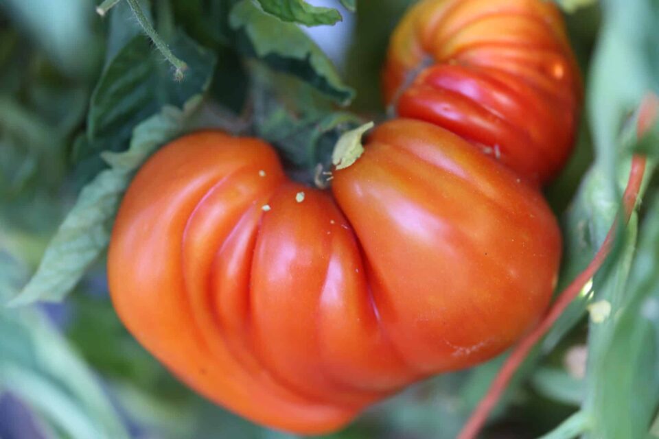 Heirloom Big Huge Orange Tomato seeds ideal for backyard gardens