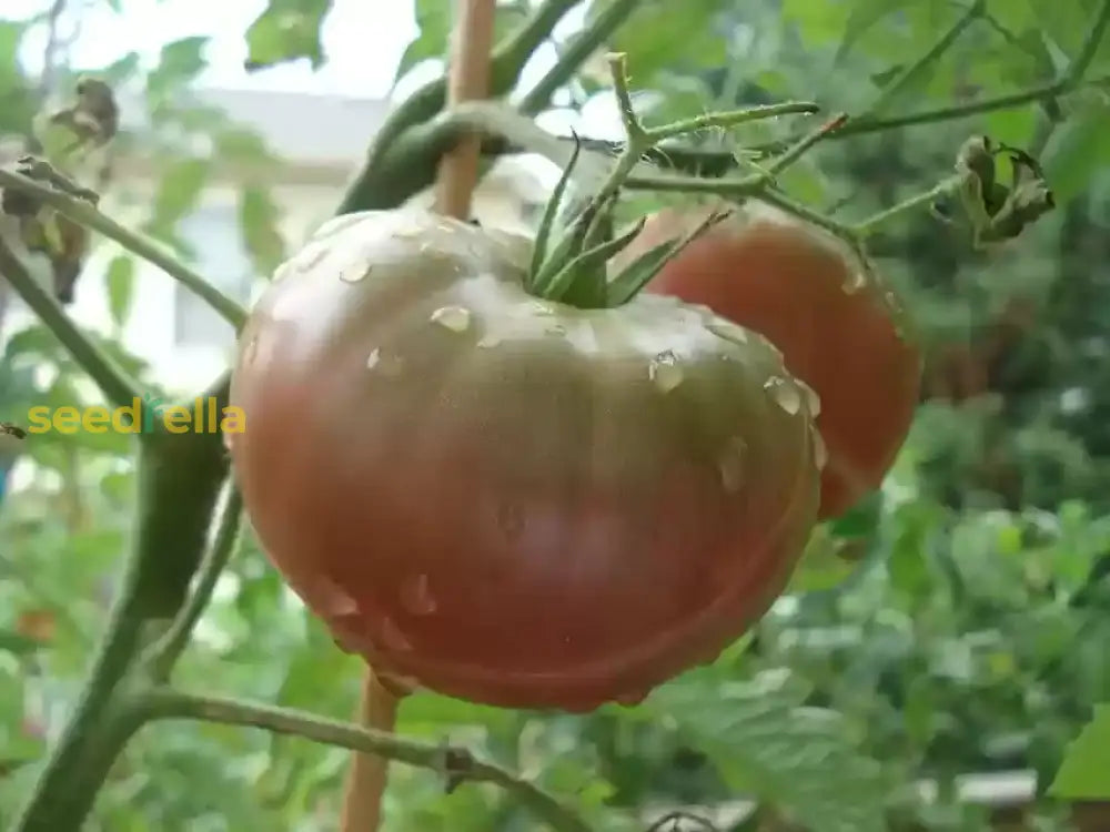 Heirloom Black Brown tomato seeds suitable for warm season planting