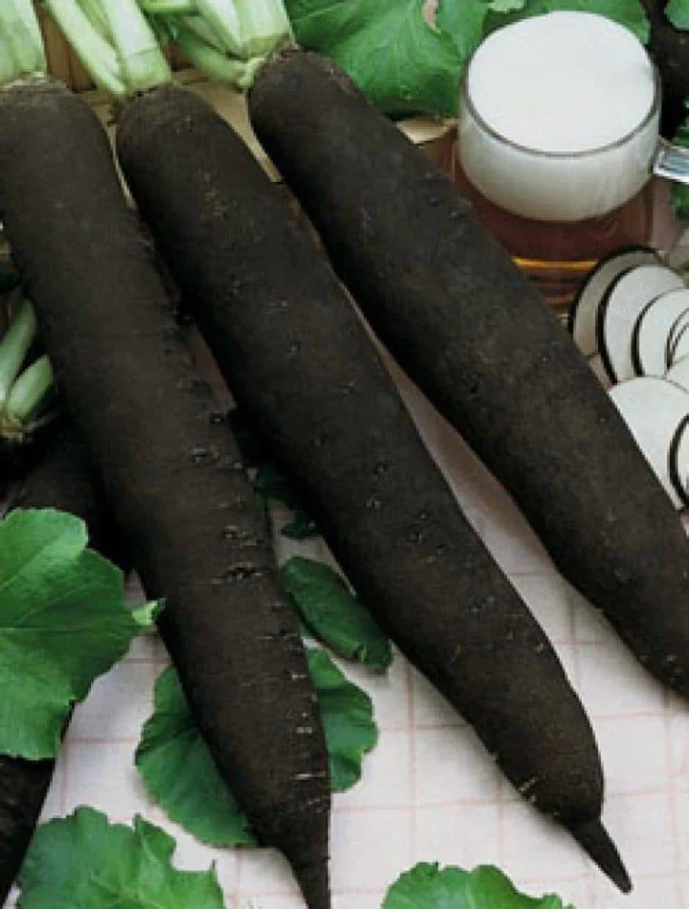 Heirloom Black Radish seeds ideal for spring and fall planting