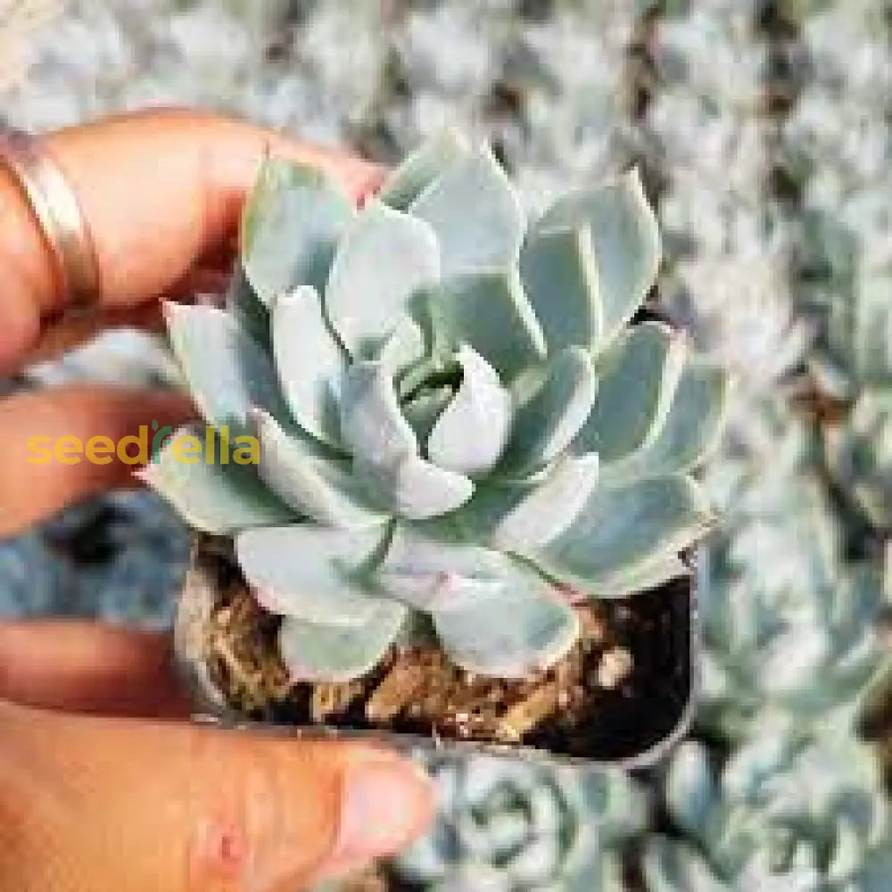 Heirloom Blue Echeveria Derenbergii seeds producing stunning rosettes