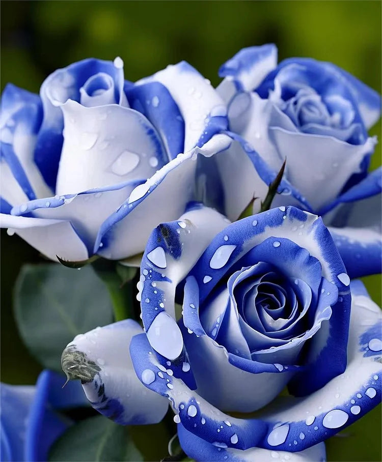 Heirloom Blue and White Rose Flower Seeds for Landscapes