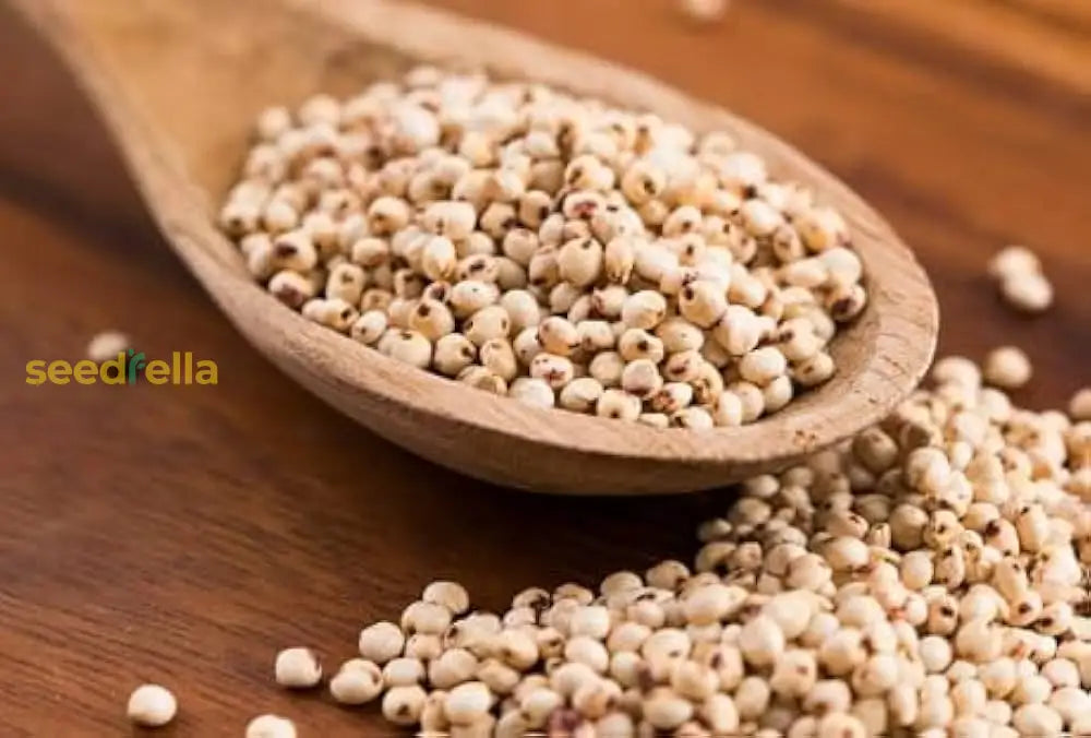 Heirloom Brown Sorghum seeds for sustainable farming