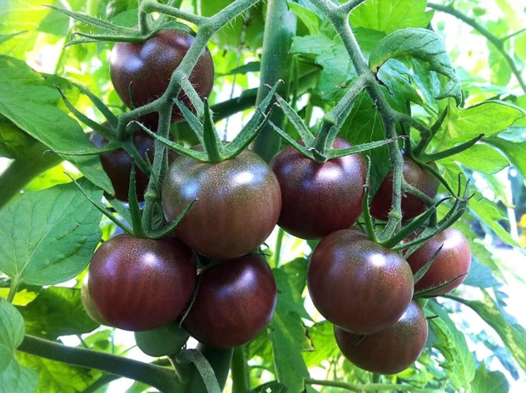 Heirloom Brown Tomato seeds ideal for backyard and container gardens