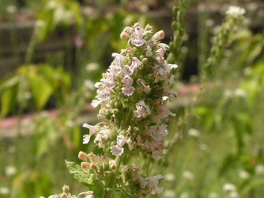 Heirloom Catnip seeds Nepeta cataria