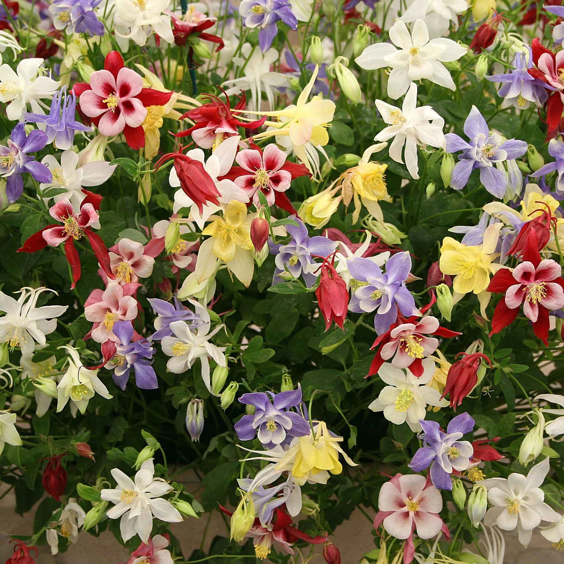 Heirloom Columbine Garden Seeds with Mixed Colors