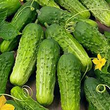 Heirloom Cucumber Seeds – Boston Pickling Non-GMO Fruit Vegetable