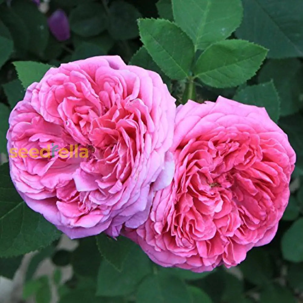 Heirloom Damask Rose Flower Seeds For Planting - Fragrant And Lush Blooms