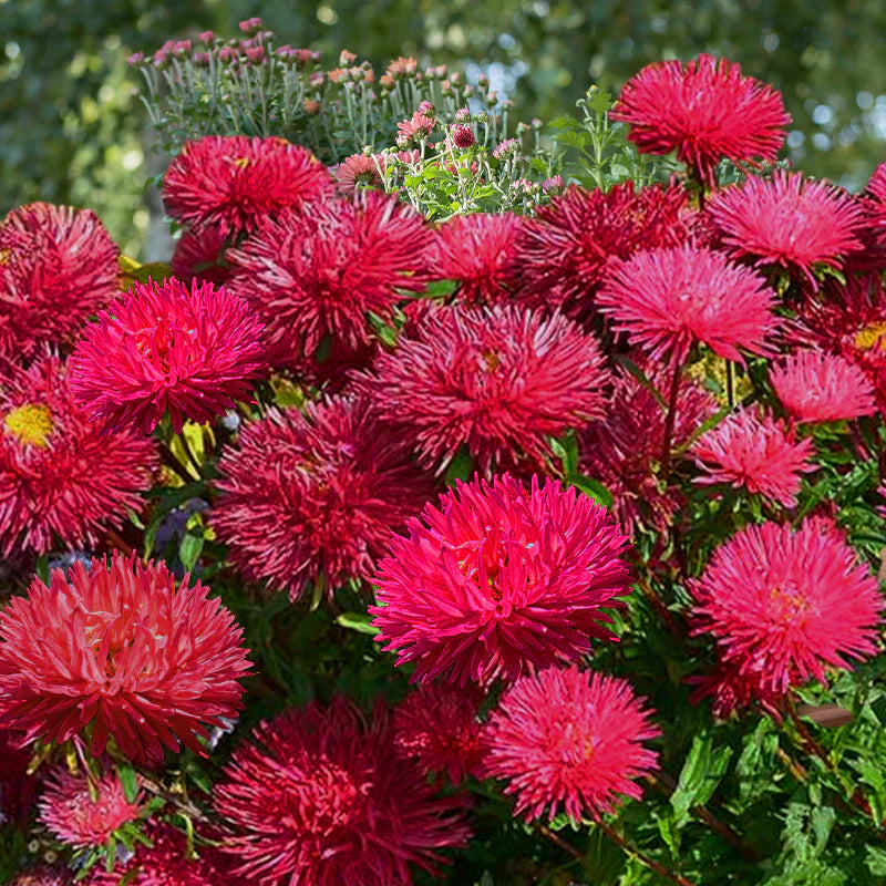 Heirloom Dark Red Aster Flower Seeds for Garden Landscapes