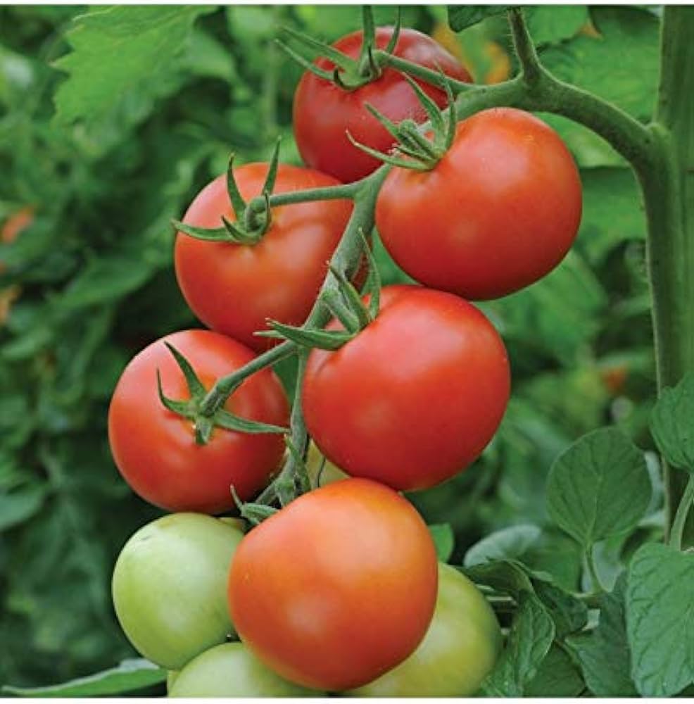 Heirloom Dark Red Tomato seeds ideal for backyard and container gardens