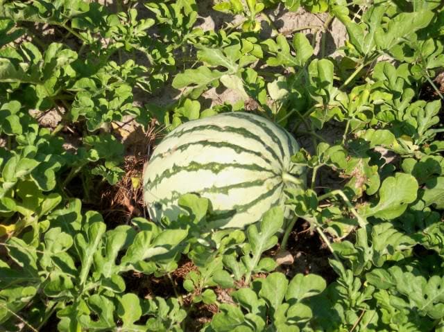 Heirloom Dixie Queen Watermelon growing on vine