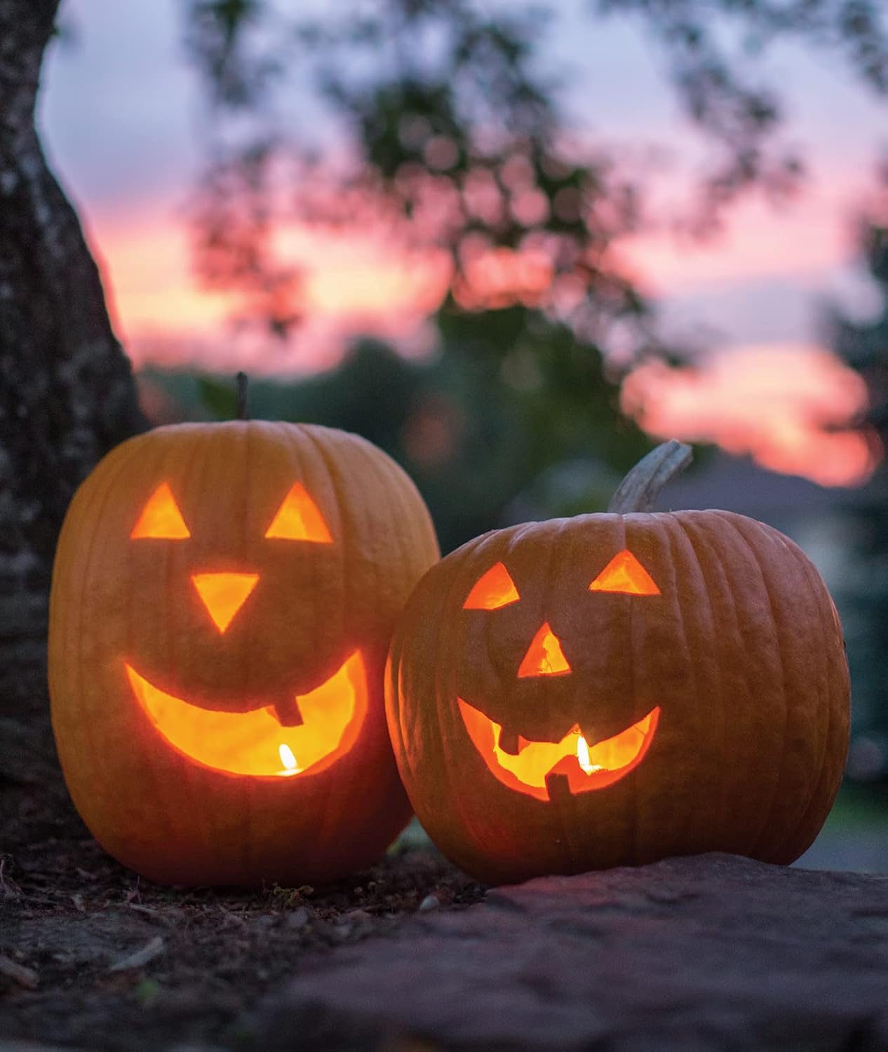 Heirloom gaillardia seeds high germination rate home garden