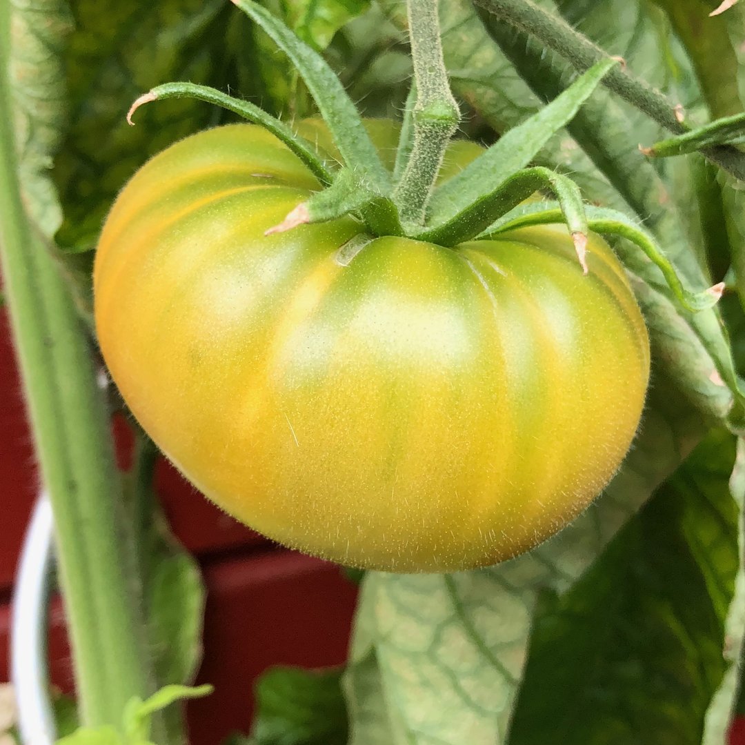 Medium-large heirloom green tomatoes on vine