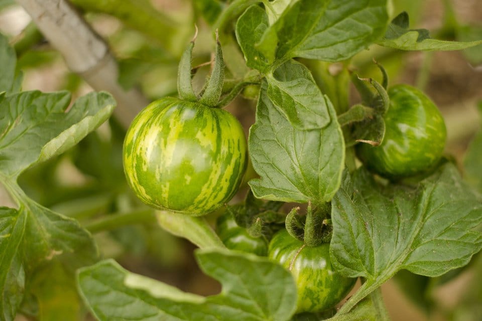 Medium green-striped heirloom tomatoes on vine