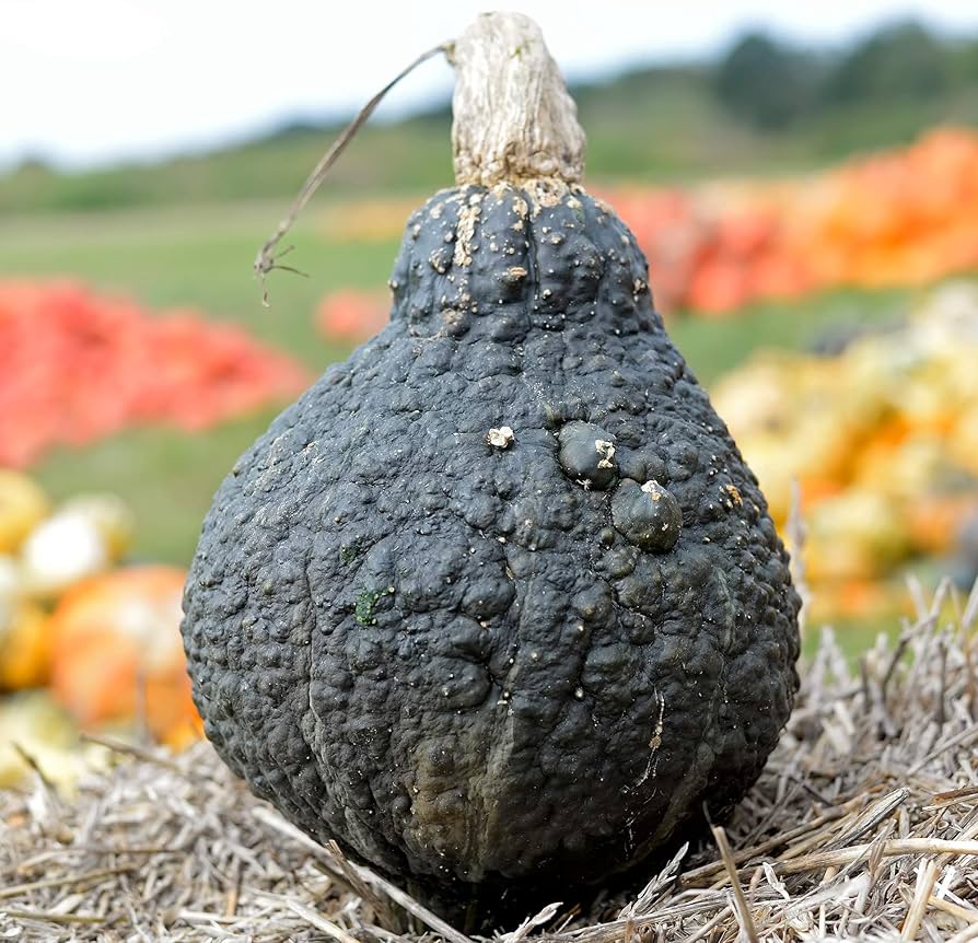 Heirloom Hubbard squash seeds for home gardens