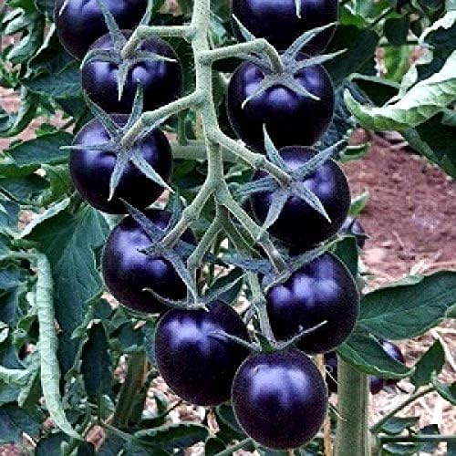 Heirloom Indigo tomato seeds for garden planting