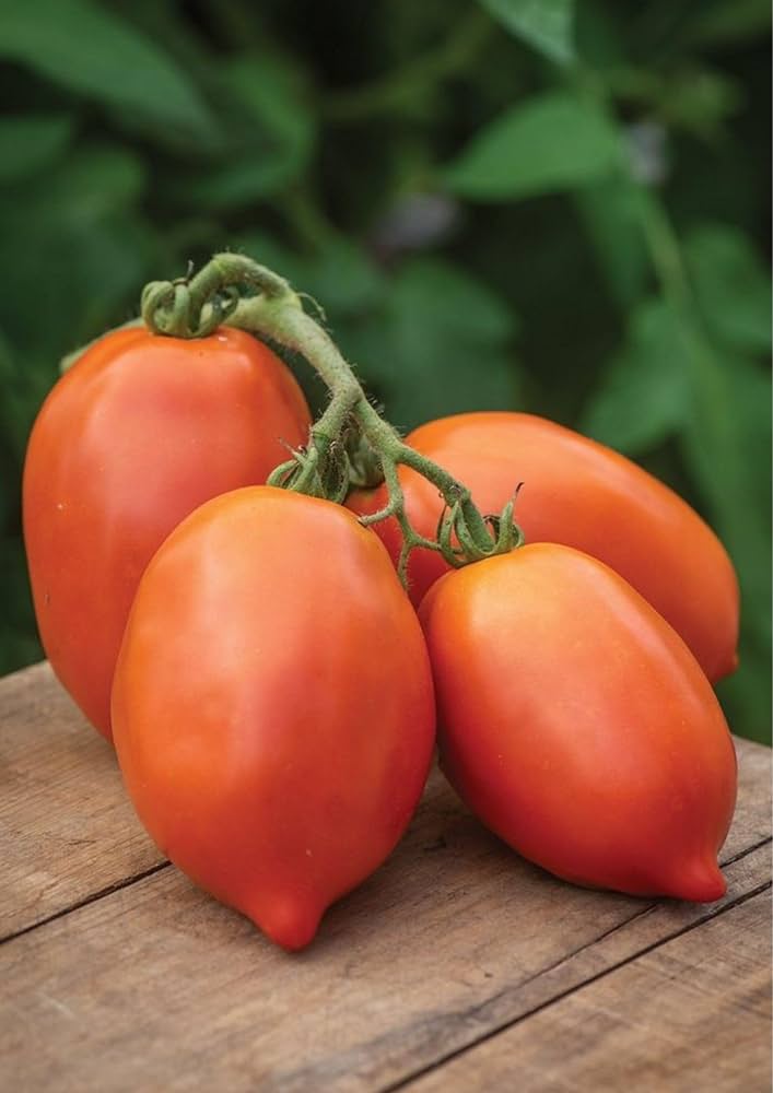 Italian yellow heirloom tomatoes on vine