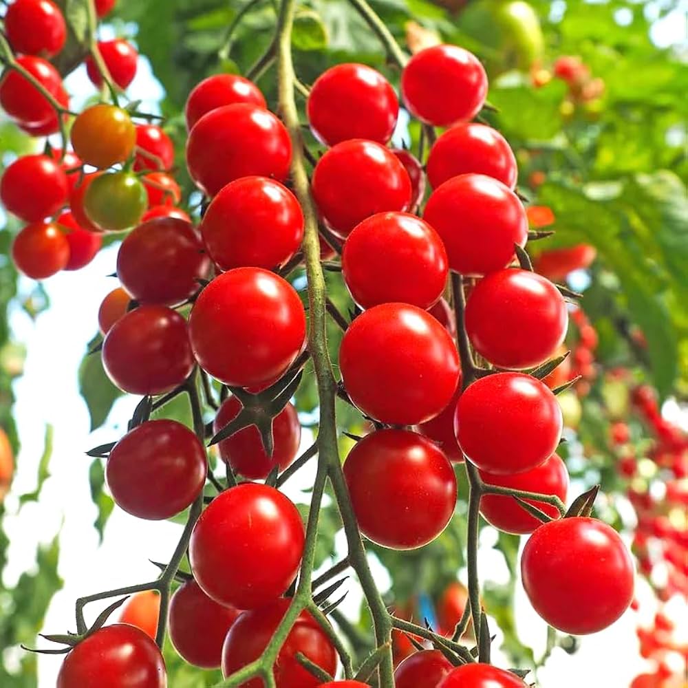 Heirloom Kremenchugskiy tomato seeds for planting