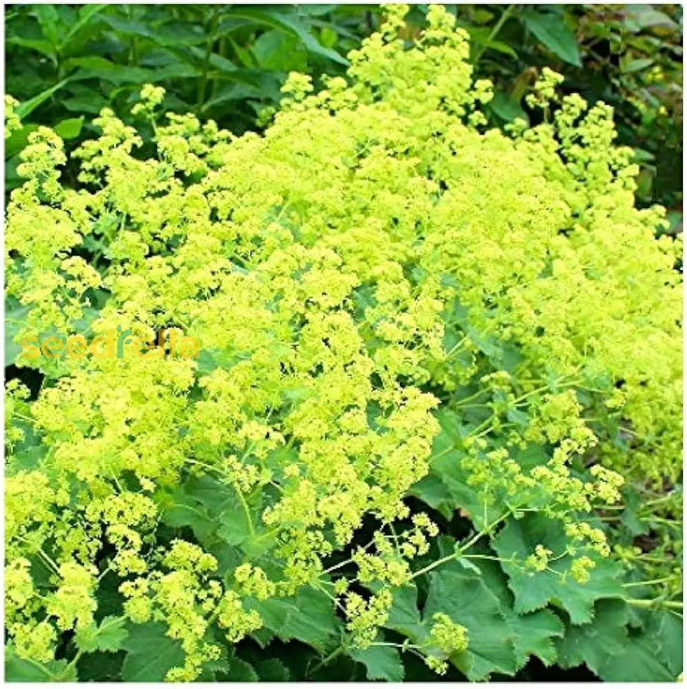 Heirloom Lady's Mantle seeds producing ornamental plants