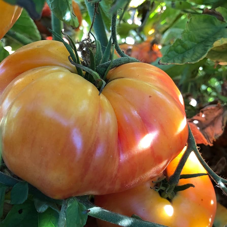 heirloom-large-orange-tomatoes